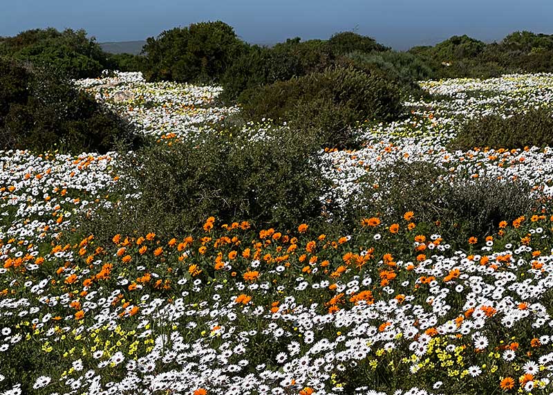 Flower Season