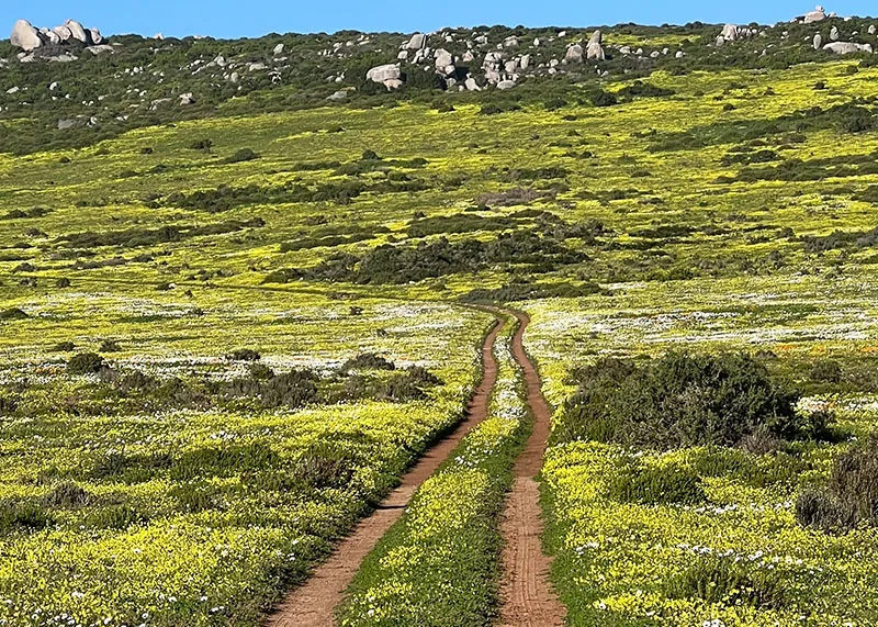 Flower Season On South Africa’s West Coast